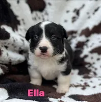 Ella, a male Cardigan Welsh Corgi for sale in Nashville, AR – 9 of 10