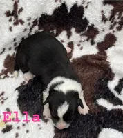 Ella, a male Cardigan Welsh Corgi for sale in Nashville, AR – Photo 4 of 4