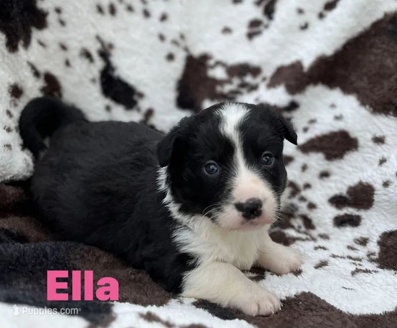 Ella – Cardigan Welsh Corgi puppy for sale in Nashville, AR