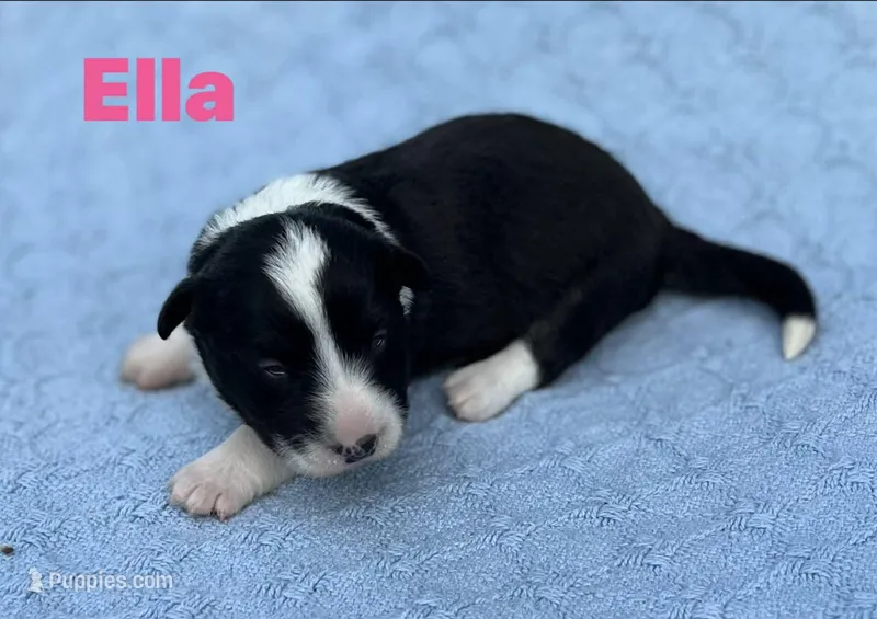 Ella – Cardigan Welsh Corgi puppy for sale in Nashville, AR