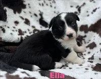 Ella, a male Cardigan Welsh Corgi for sale in Nashville, AR – 8 of 10