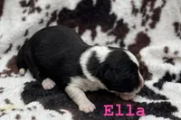 Ella, a male Cardigan Welsh Corgi for sale in Nashville, AR – Photo 2 of 4
