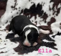 Ella, a male Cardigan Welsh Corgi for sale in Nashville, AR – Photo 3 of 4