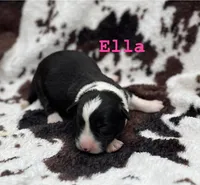 Ella, a male Cardigan Welsh Corgi for sale in Nashville, AR – Photo 1 of 4