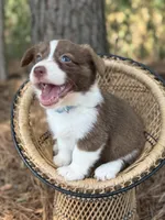 Liver Girl, a female Cardigan Welsh Corgi and Pembroke Welsh Corgi for sale in Nashville, AR – 9 of 10