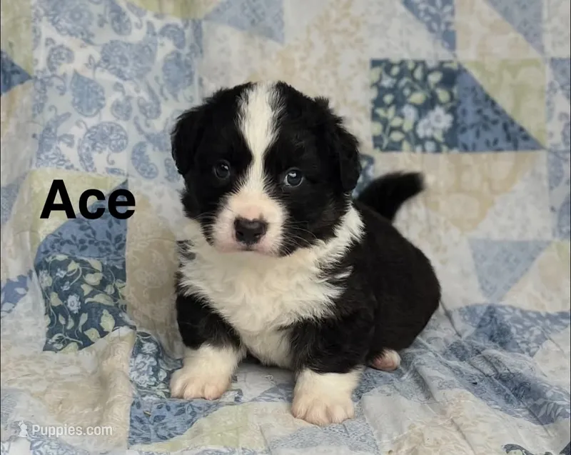 Ace- Fluffy – Cardigan Welsh Corgi puppy for sale in Nashville, AR