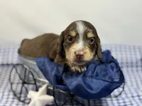 Choc n cream Boy AKC, a male Miniature Dachshund for sale in Nashville, AR – 2 of 8