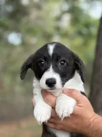 Brindle girl , a female Cardigan Welsh Corgi and Pembroke Welsh Corgi for sale in Nashville, AR – 2 of 10