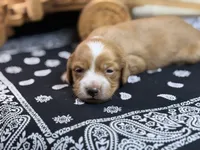 Dark cream - Blaze, a male Miniature Dachshund for sale in Nashville, AR – 4 of 6