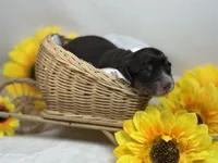 Chocolate girl, a female Miniature Dachshund for sale in Nashville, AR – 3 of 5