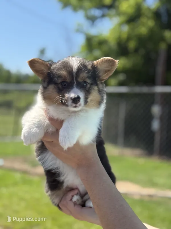 FULL FLUFF TC  – Pembroke Welsh Corgi puppy for sale in Nashville, AR