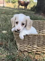 Blondie~ purple, a female Miniature Dachshund for sale in Nashville, AR – 10 of 10