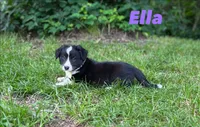 Ella, a male Cardigan Welsh Corgi for sale in Nashville, AR – 2 of 10