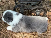 Bluie, a female Pembroke Welsh Corgi for sale in Nashville, AR – 6 of 6