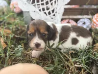 Silky Pie, a female Miniature Dachshund for sale in Nashville, AR – 2 of 4