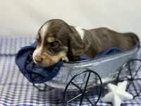 Choc n cream Boy AKC, a male Miniature Dachshund for sale in Nashville, AR – 3 of 8