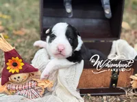 Zeke, a female Border Collie for sale in Nashville, AR – 2 of 2