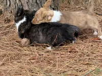 Brindle fluff , a male Cardigan Welsh Corgi and Pembroke Welsh Corgi for sale in Nashville, AR – 4 of 10