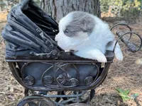 Bluie, a female Pembroke Welsh Corgi for sale in Nashville, AR – 2 of 6