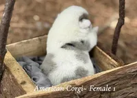 Merle Mismark, a female Pembroke Welsh Corgi for sale in Nashville, AR – Photo 3 of 3