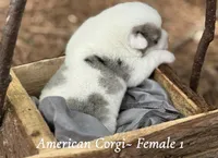 Merle Mismark, a female Pembroke Welsh Corgi for sale in Nashville, AR – Photo 2 of 3