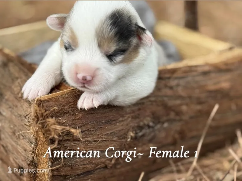 Merle Mismark – Pembroke Welsh Corgi puppy for sale in Nashville, AR