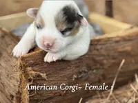 Merle Mismark, a female Pembroke Welsh Corgi for sale in Nashville, AR – Photo 1 of 3