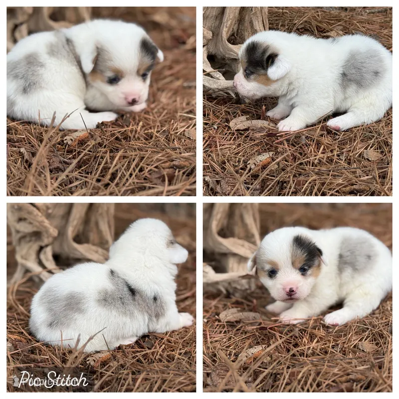 Merle Mismark – Pembroke Welsh Corgi puppy on hold in Nashville, AR