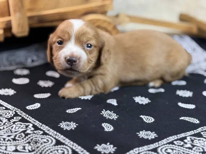 Dark cream - Blaze – Miniature Dachshund puppy for sale in Nashville, AR