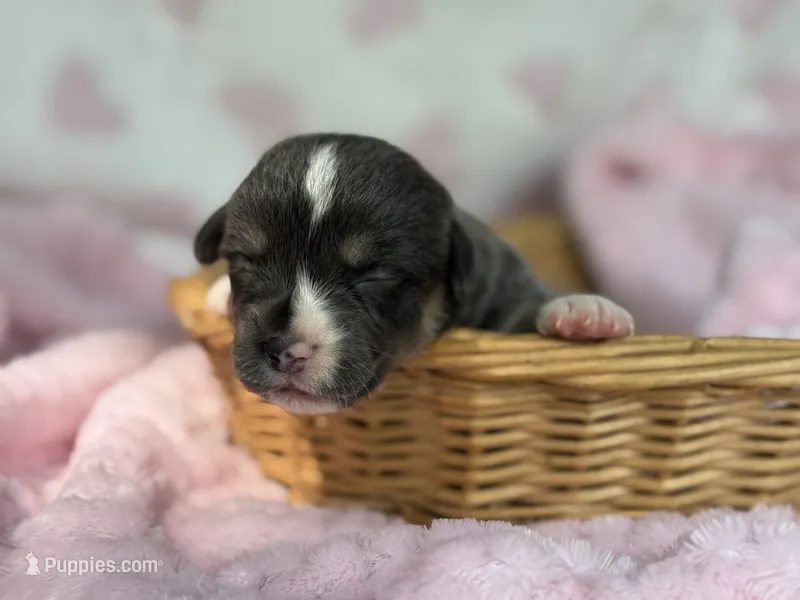 Full tail bluie – Cardigan Welsh Corgi, Pembroke Welsh Corgi puppy for sale in Nashville, AR