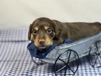 Choc girl AKC, a female Miniature Dachshund for sale in Nashville, AR – 5 of 8