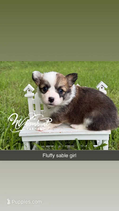 Fluffy Sable girl – Pembroke Welsh Corgi puppy for sale in Nashville, AR