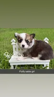 Fluffy Sable girl, a female Pembroke Welsh Corgi for sale in Nashville, AR – 1 of 3