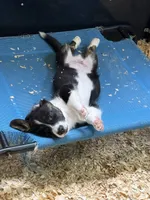 Knox, a male Cardigan Welsh Corgi for sale in Nashville, AR – 9 of 10