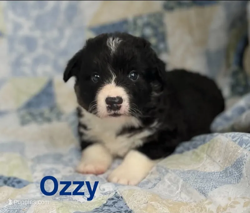 OZZY- Fluffy – Cardigan Welsh Corgi puppy for sale in Nashville, AR