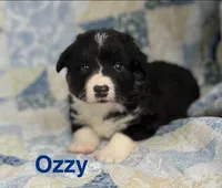 OZZY- Fluffy, a male Cardigan Welsh Corgi for sale in Nashville, AR – 5 of 9
