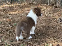 Liver Girl, a female Cardigan Welsh Corgi and Pembroke Welsh Corgi for sale in Nashville, AR – 4 of 10