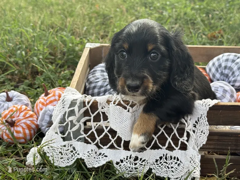 Black boy  – Miniature Dachshund puppy for sale in Nashville, AR
