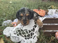 Silky dapple , a male Miniature Dachshund for sale in Nashville, AR – 5 of 7