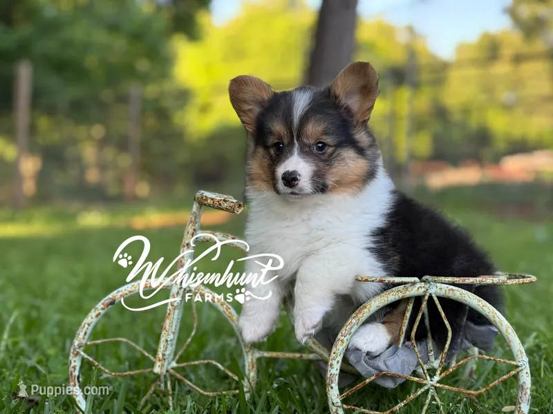 Black Tri female FLUFFY – Pembroke Welsh Corgi puppy for sale in Nashville, AR