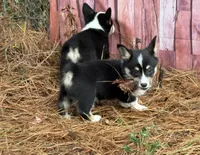 Betsy , a female Cardigan Welsh Corgi and Pembroke Welsh Corgi for sale in Nashville, AR – 7 of 10