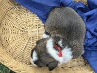 Red collar bribdle, a male Cardigan Welsh Corgi and Pembroke Welsh Corgi for sale in Nashville, AR – 3 of 3
