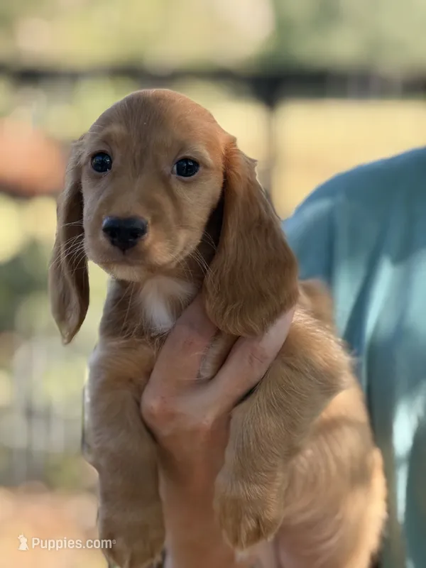 Dark cream  – Miniature Dachshund puppy for sale in Nashville, AR