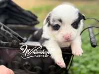 Merle, a female Pembroke Welsh Corgi for sale in Nashville, AR – Photo 3 of 4