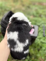 Merle, a female Pembroke Welsh Corgi for sale in Nashville, AR – Photo 4 of 4