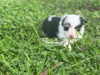 Merle, a female Pembroke Welsh Corgi for sale in Nashville, AR – Photo 2 of 4