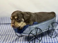 Choc girl AKC, a female Miniature Dachshund for sale in Nashville, AR – 6 of 8