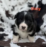 OZZY- Fluffy, a male Cardigan Welsh Corgi for sale in Nashville, AR – 2 of 6