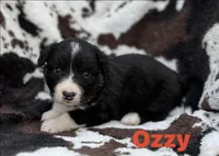 OZZY- Fluffy, a male Cardigan Welsh Corgi for sale in Nashville, AR – 1 of 6