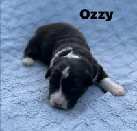 OZZY- Fluffy, a male Cardigan Welsh Corgi for sale in Nashville, AR – 4 of 6
